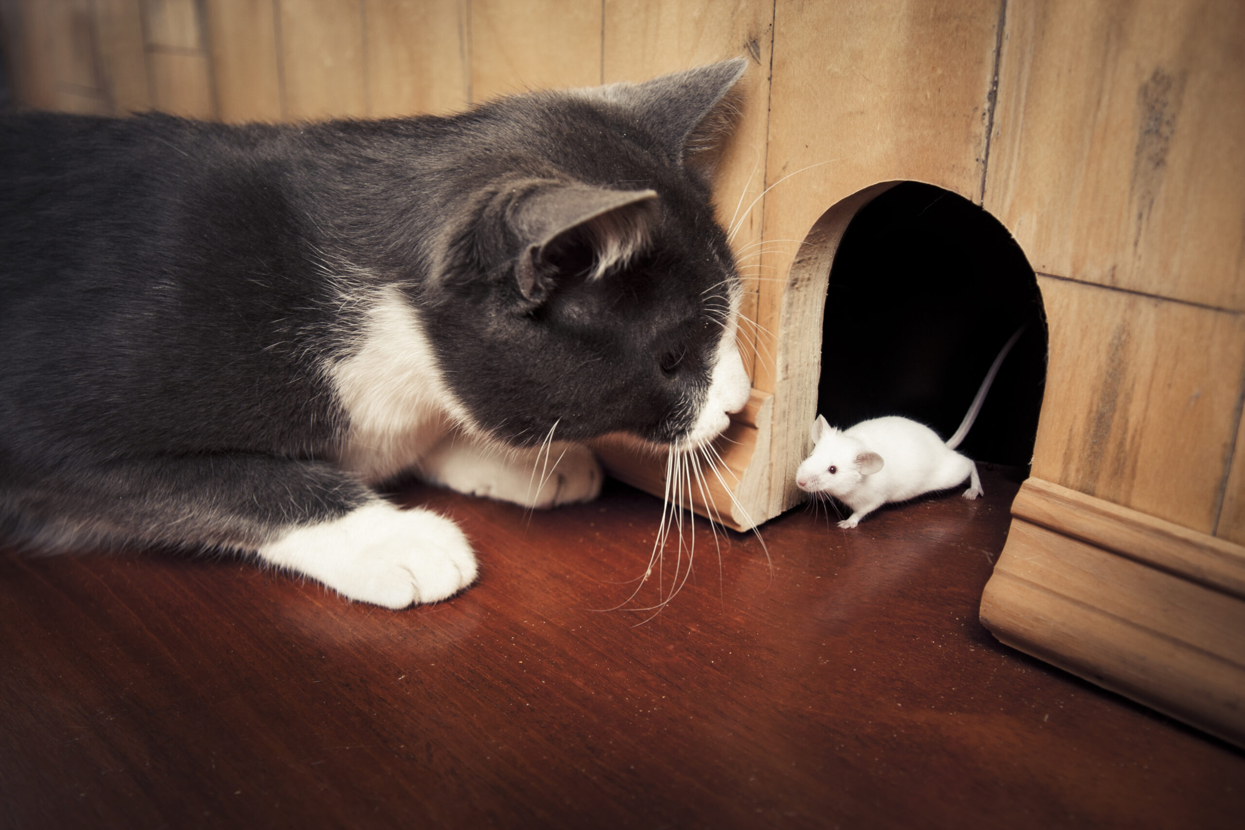 Cat and Mouse Games: A Genre (Game Design)